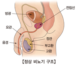 정상 비뇨기 구조