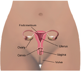cervix-자궁경부 uterus-자궁체부(내막) ovary(난소) 이미지