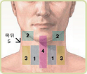 갑상선 자가진단 관련이미지